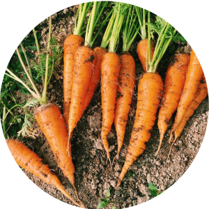 ニンジン根エキス